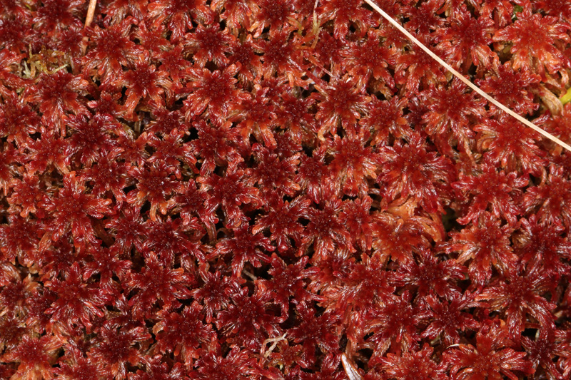 Sphagnum rubellum